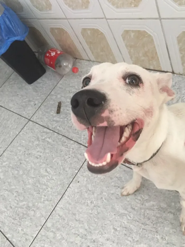 Cachorro ra a Vira-latas  idade 7 a 11 meses nome Spock