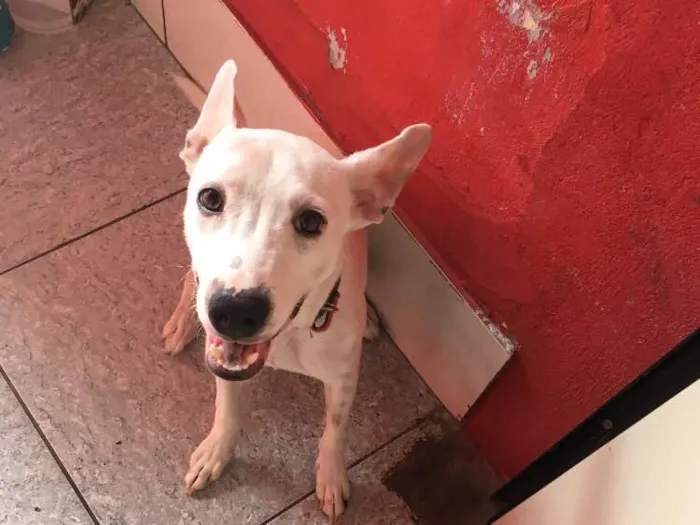 Cachorro ra a Vira-latas  idade 7 a 11 meses nome Spock