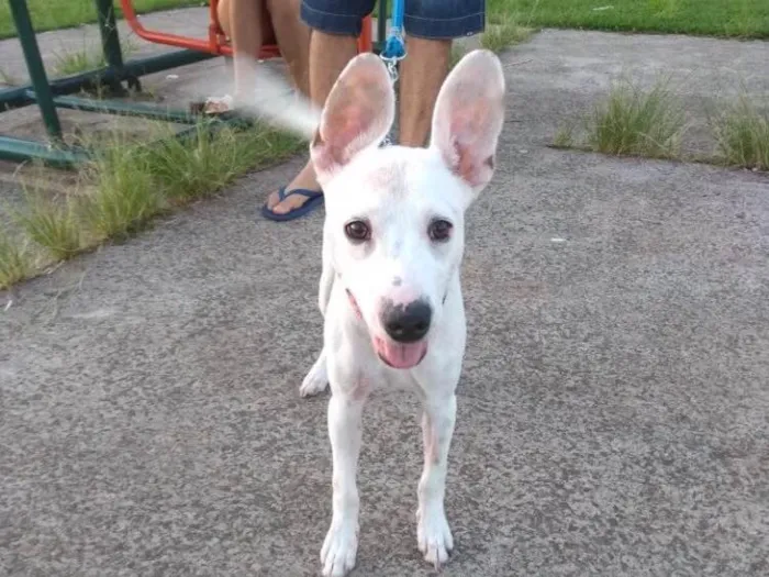 Cachorro ra a Vira-latas  idade 7 a 11 meses nome Spock