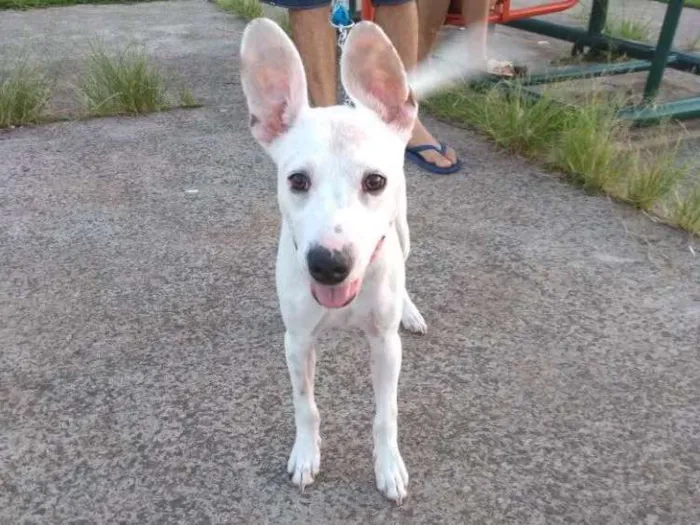 Cachorro ra a Vira-latas  idade 7 a 11 meses nome Spock