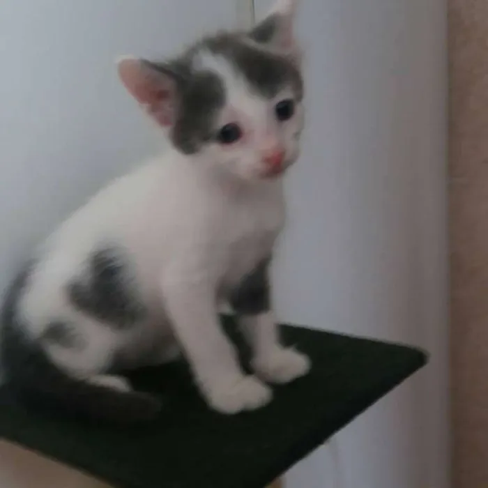 Gato ra a  idade Abaixo de 2 meses nome sem nomes