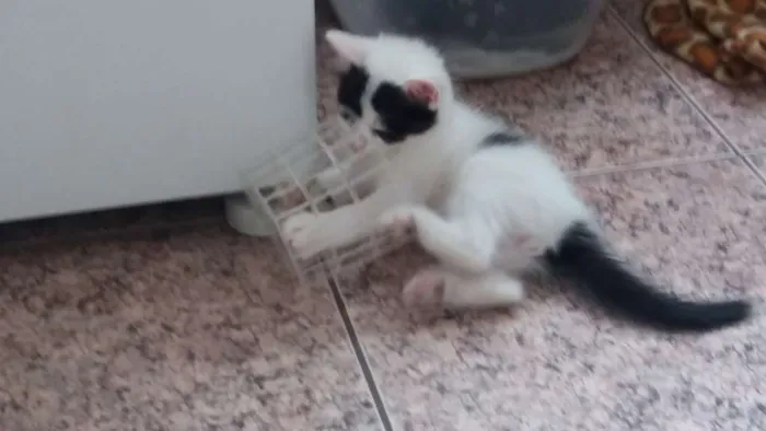 Gato ra a  idade Abaixo de 2 meses nome sem nomes