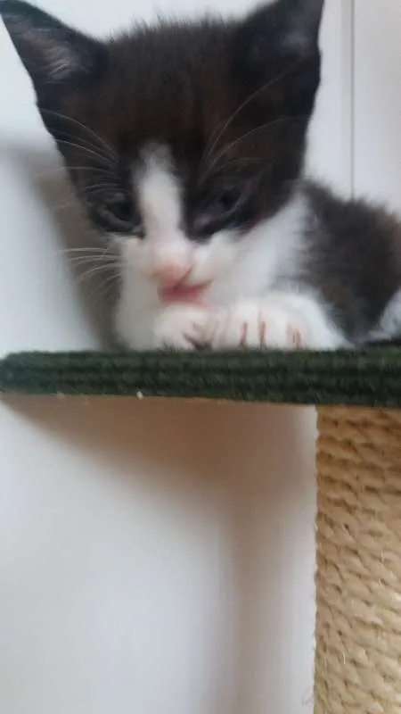 Gato ra a  idade Abaixo de 2 meses nome sem nomes