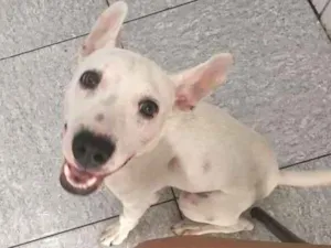 Cachorro raça Vira-latas  idade 7 a 11 meses nome Spock