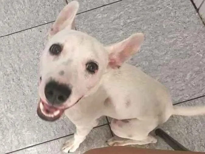 Cachorro ra a Vira-latas  idade 7 a 11 meses nome Spock