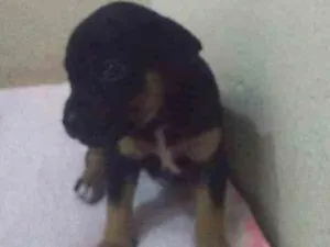 Cachorro raça Viralata  idade Abaixo de 2 meses nome Bile leu e Duda 
