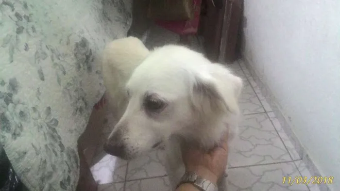Cachorro ra a viralata idade 6 ou mais anos nome Branca