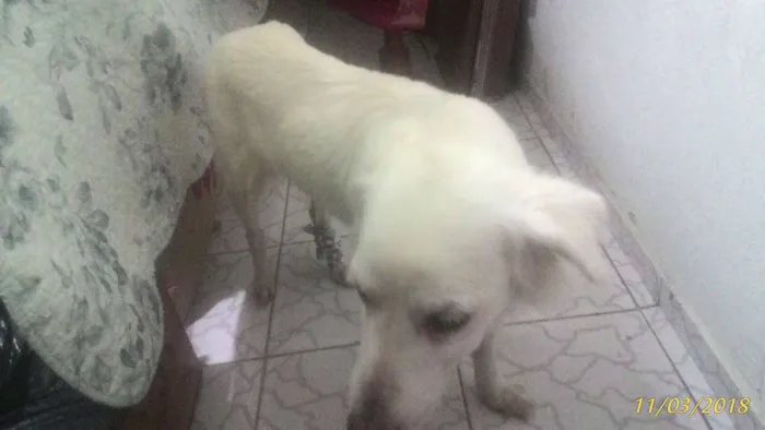 Cachorro ra a viralata idade 6 ou mais anos nome Branca
