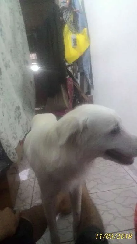Cachorro ra a viralata idade 6 ou mais anos nome Branca