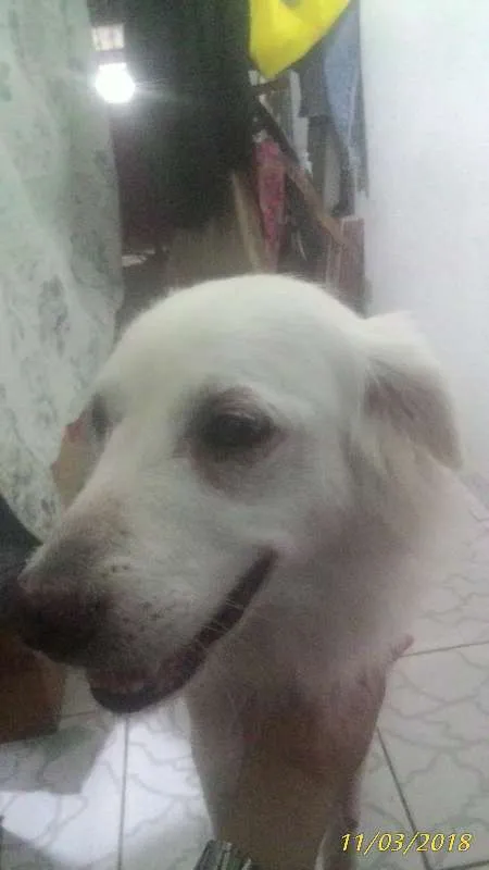 Cachorro ra a viralata idade 6 ou mais anos nome Branca