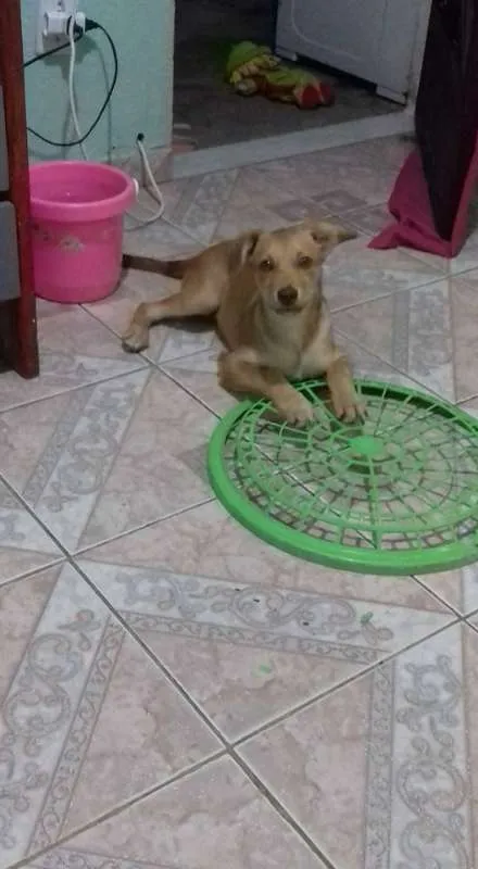 Cachorro ra a SRD idade 2 a 6 meses nome MEL