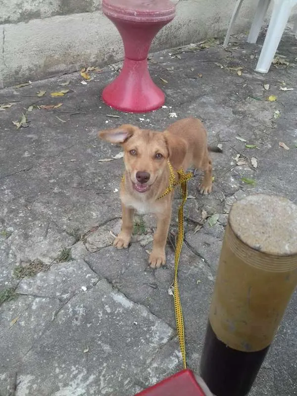 Cachorro ra a SRD idade 2 a 6 meses nome MEL