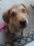 MEL