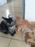 Ted e kate