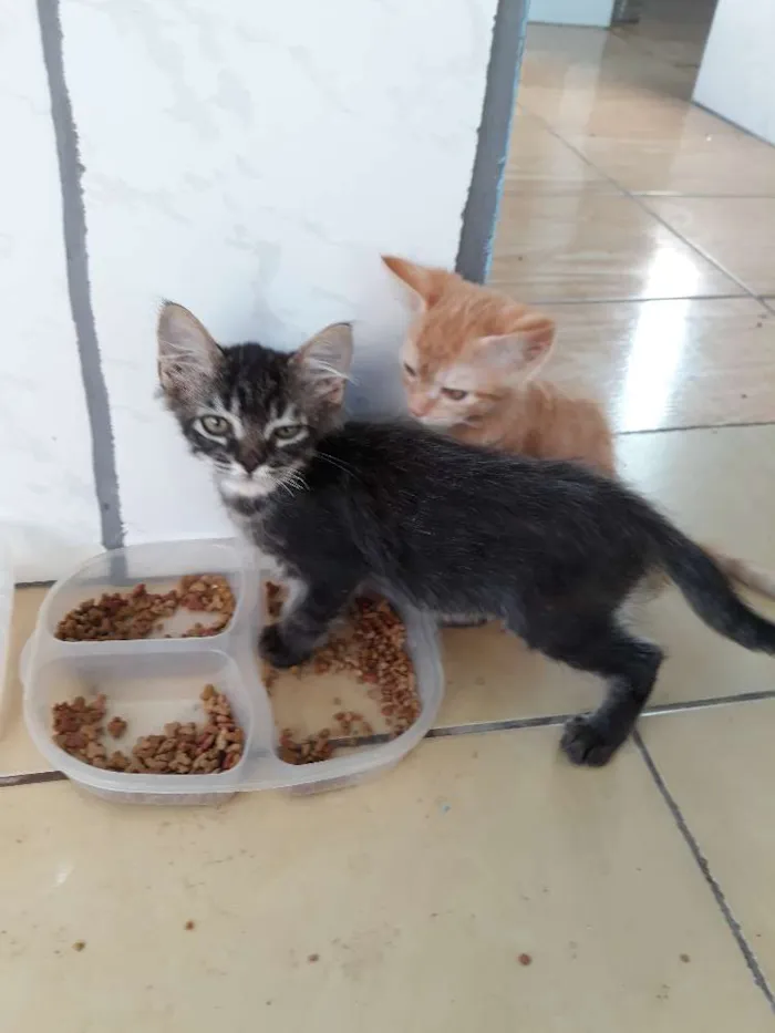 Gato ra a  idade  nome Ted e kate