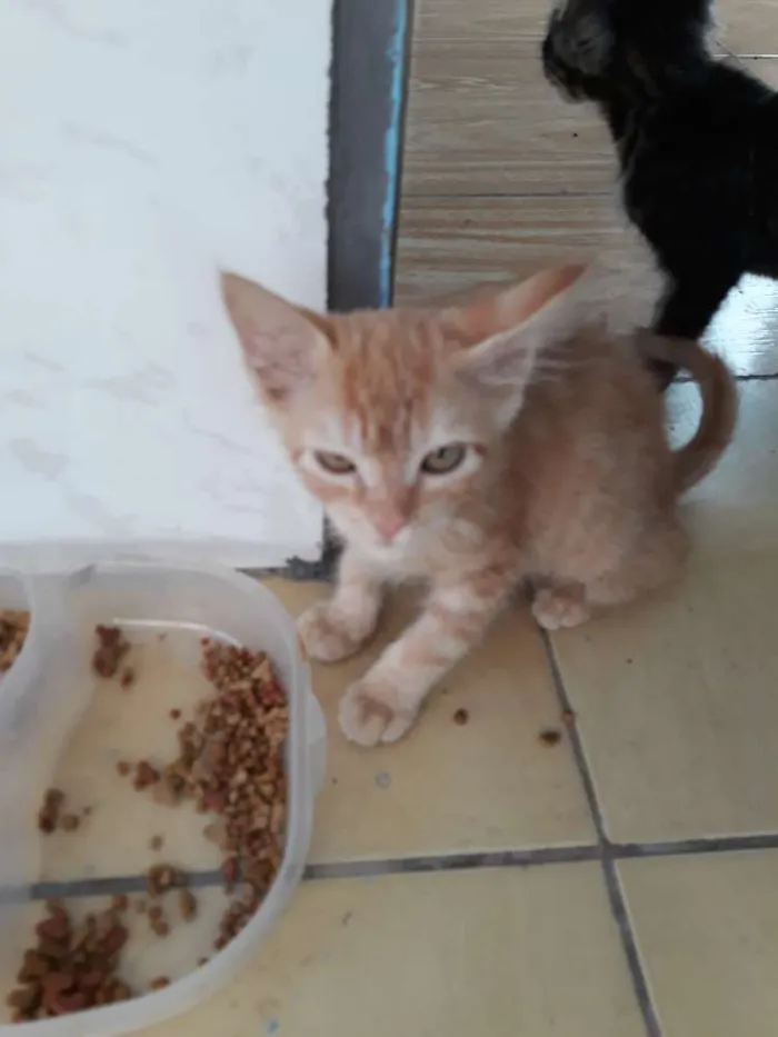 Gato ra a  idade  nome Ted e kate