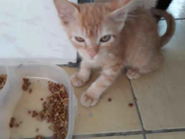 Gato ra a  idade  nome Ted e kate