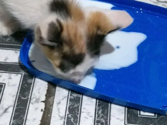 Gato ra a vira-lata idade Abaixo de 2 meses nome (Sem nome) 