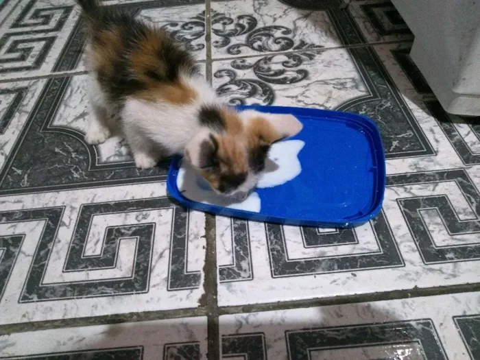 Gato ra a vira-lata idade Abaixo de 2 meses nome (Sem nome) 