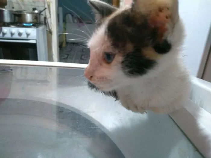 Gato ra a vira-lata idade Abaixo de 2 meses nome (Sem nome) 