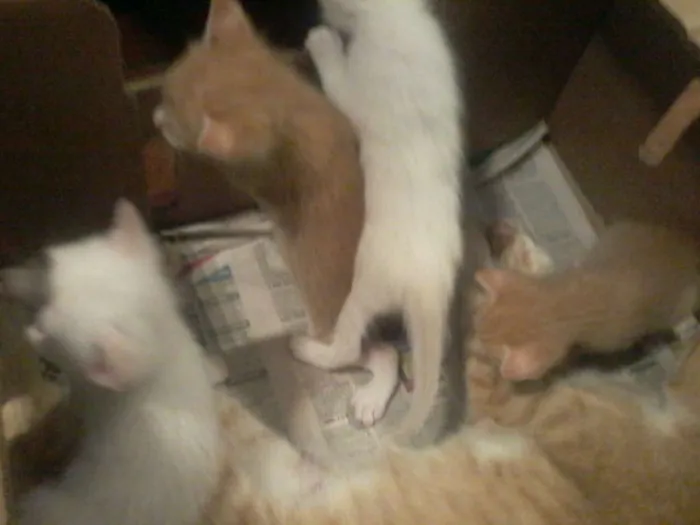 Gato raça  idade Abaixo de 2 meses nome nt