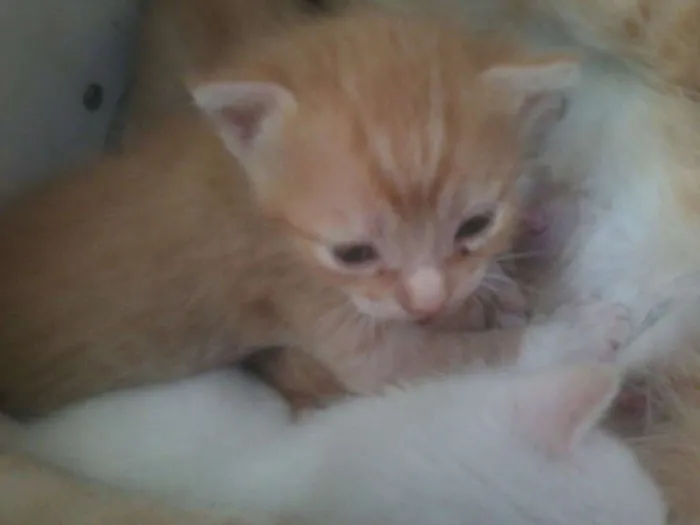 Gato raça  idade Abaixo de 2 meses nome nt