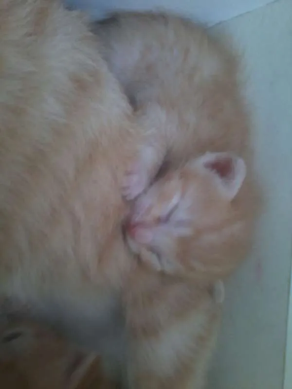 Gato raça  idade Abaixo de 2 meses nome nt