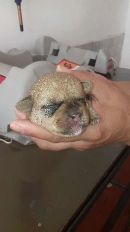 Cachorro ra a SRD idade 2 a 6 meses nome TED