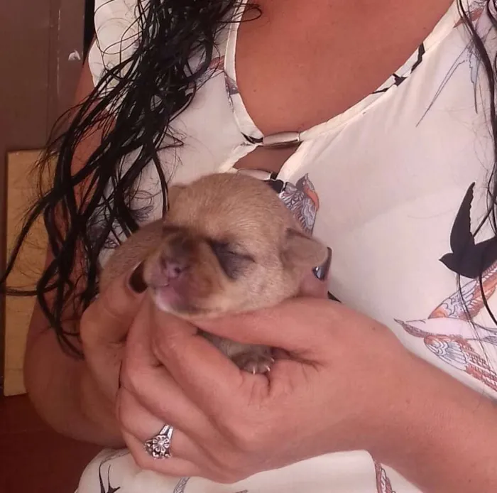 Cachorro ra a SRD idade 2 a 6 meses nome TED