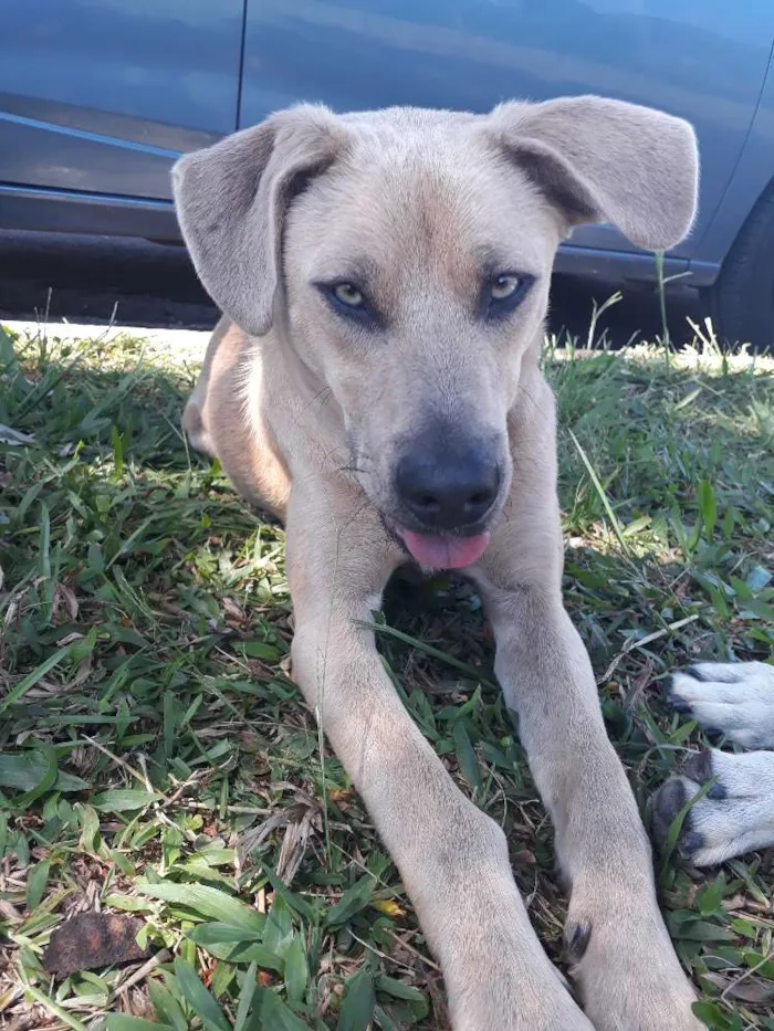 Cachorro ra a SRD idade 4 anos nome Favela e Guri