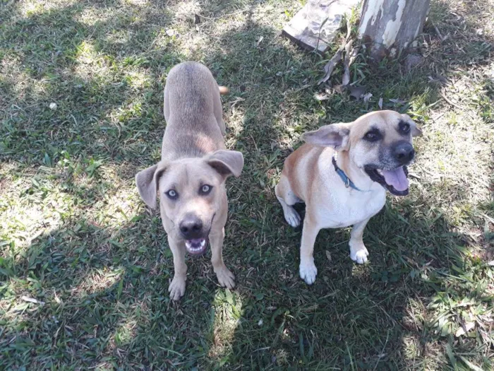 Cachorro ra a SRD idade 4 anos nome Favela e Guri