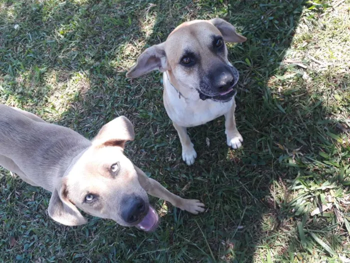 Cachorro ra a SRD idade 4 anos nome Favela e Guri