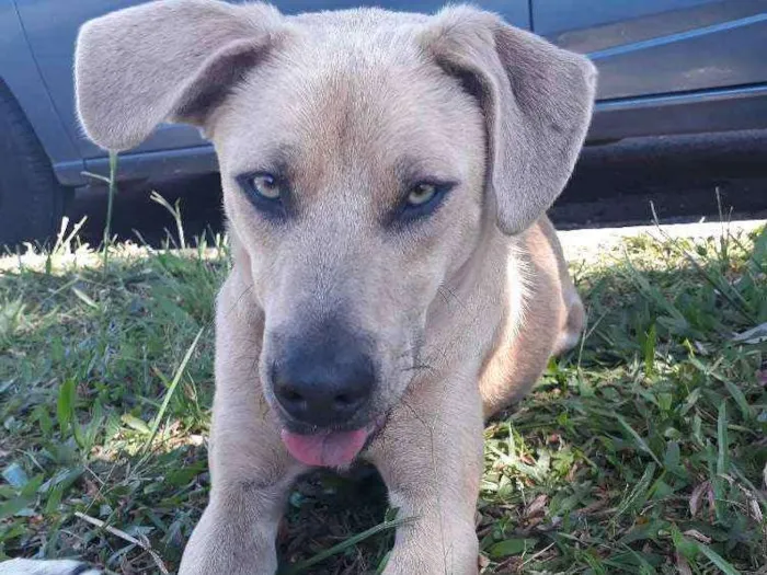 Cachorro ra a SRD idade 4 anos nome Favela e Guri