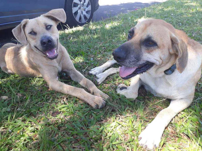 Cachorro ra a SRD idade 4 anos nome Favela e Guri