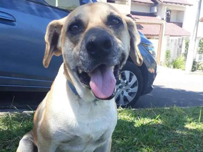 Cachorro ra a SRD idade 4 anos nome Favela e Guri