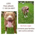 Leão 