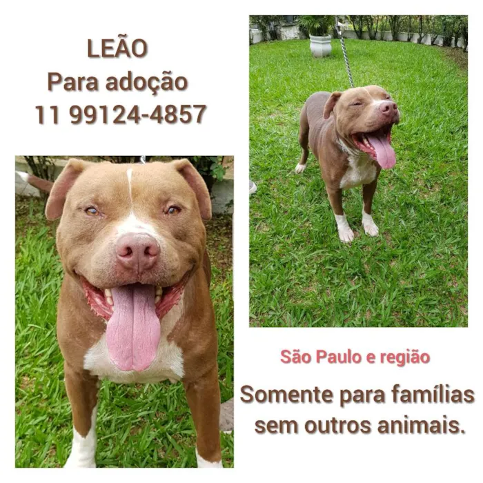 Cachorro ra a Pit Bull idade 3 anos nome Leão 
