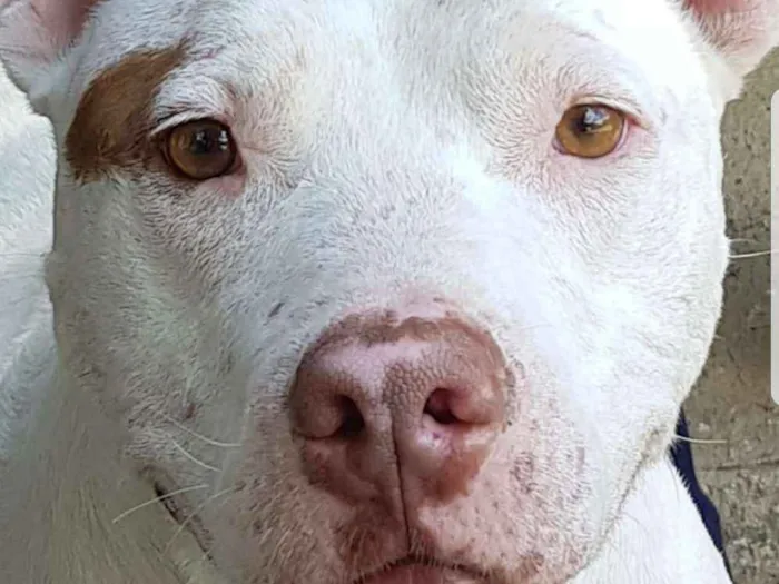 Cachorro ra a Pit Bull idade 2 anos nome Diana