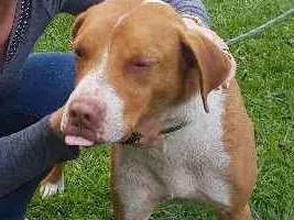 Cachorro ra a Pit Bull  idade 1 ano nome BARÃO 