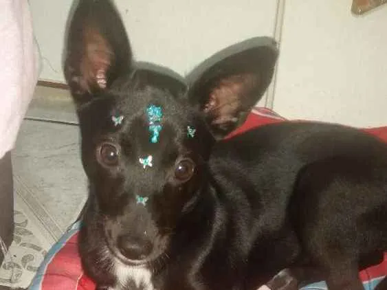 Cachorro ra a Srd idade 2 a 6 meses nome Ayka