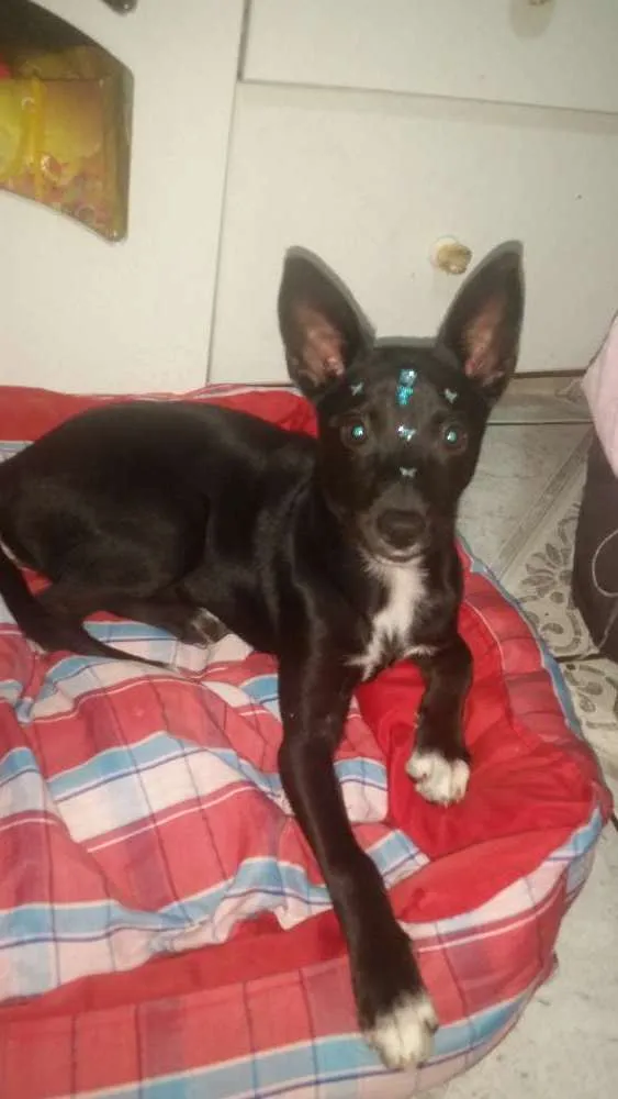Cachorro ra a Srd idade 2 a 6 meses nome Ayka
