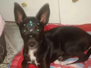 Cachorro raça Srd idade 2 a 6 meses nome Ayka