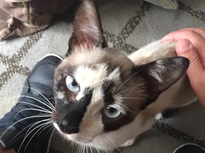 Gato ra a Sem raça idade 1 ano nome Evee 