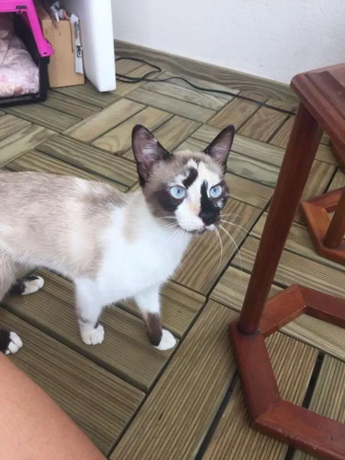 Gato ra a Sem raça idade 1 ano nome Evee 