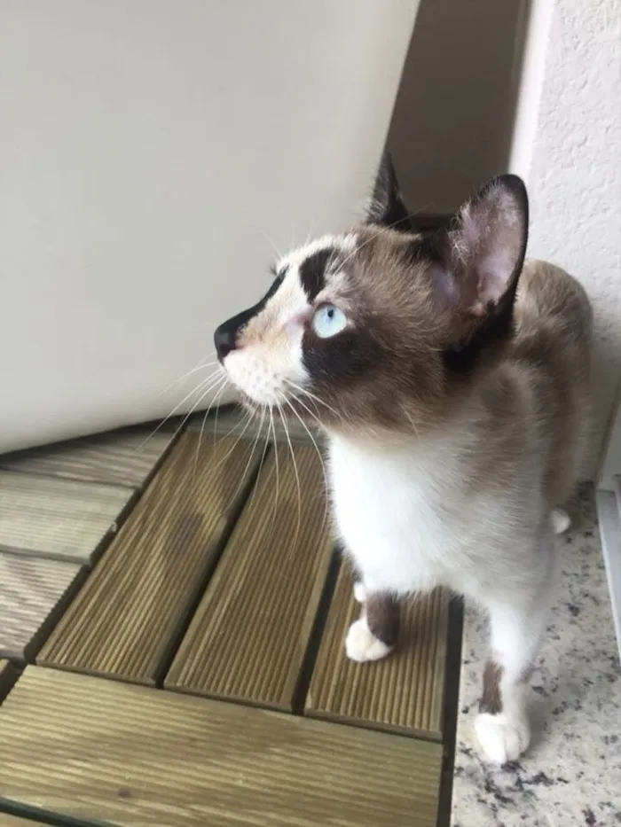 Gato ra a Sem raça idade 1 ano nome Evee 