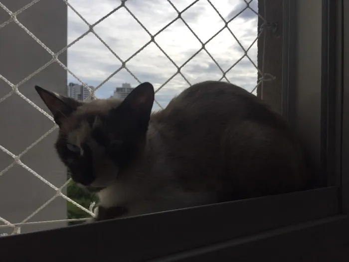 Gato ra a Sem raça idade 1 ano nome Evee 