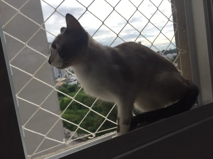 Gato ra a Sem raça idade 1 ano nome Evee 