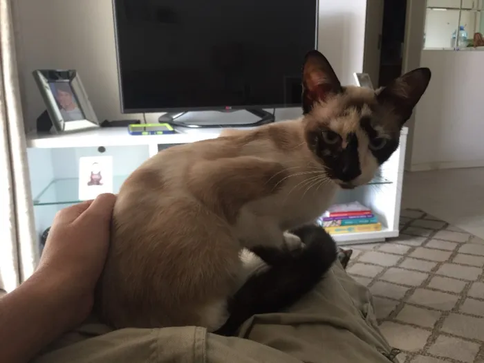 Gato ra a Sem raça idade 1 ano nome Evee 