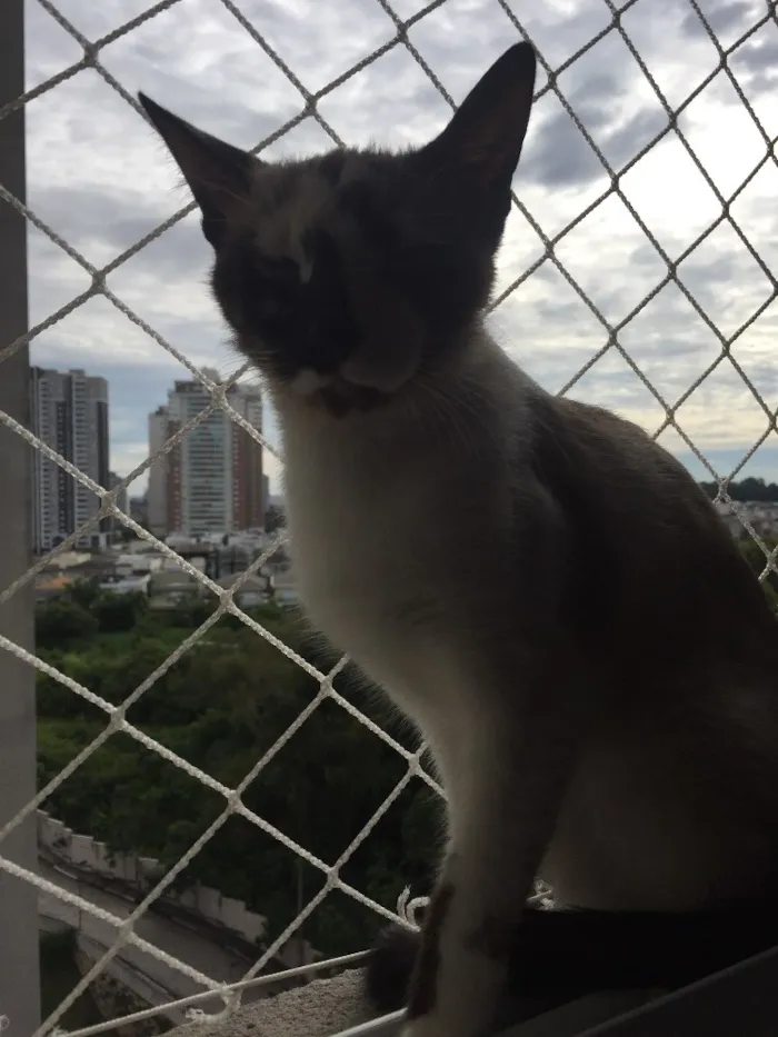Gato ra a Sem raça idade 1 ano nome Evee 