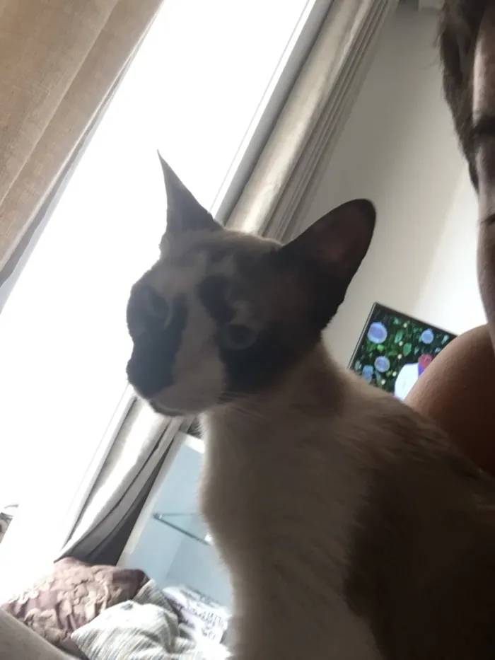 Gato ra a Sem raça idade 1 ano nome Evee 